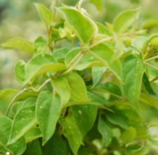 Glyco Harmony Ingredient Gymnema Leaf Extract