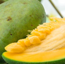 Glyco Harmony Ingredient African Mango Seed Extract